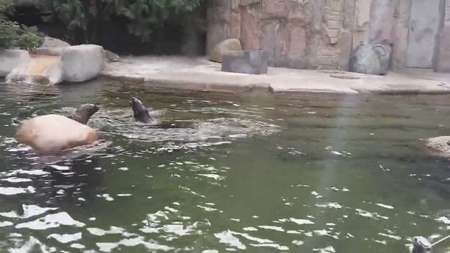 Жизнь тюленя в зоопарке смотреть онлайн