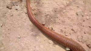 Змея Краснобрюхий полоз (Dolichophis schmidti). Дагестан