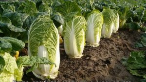 Пекинская капуста Ча-Ча