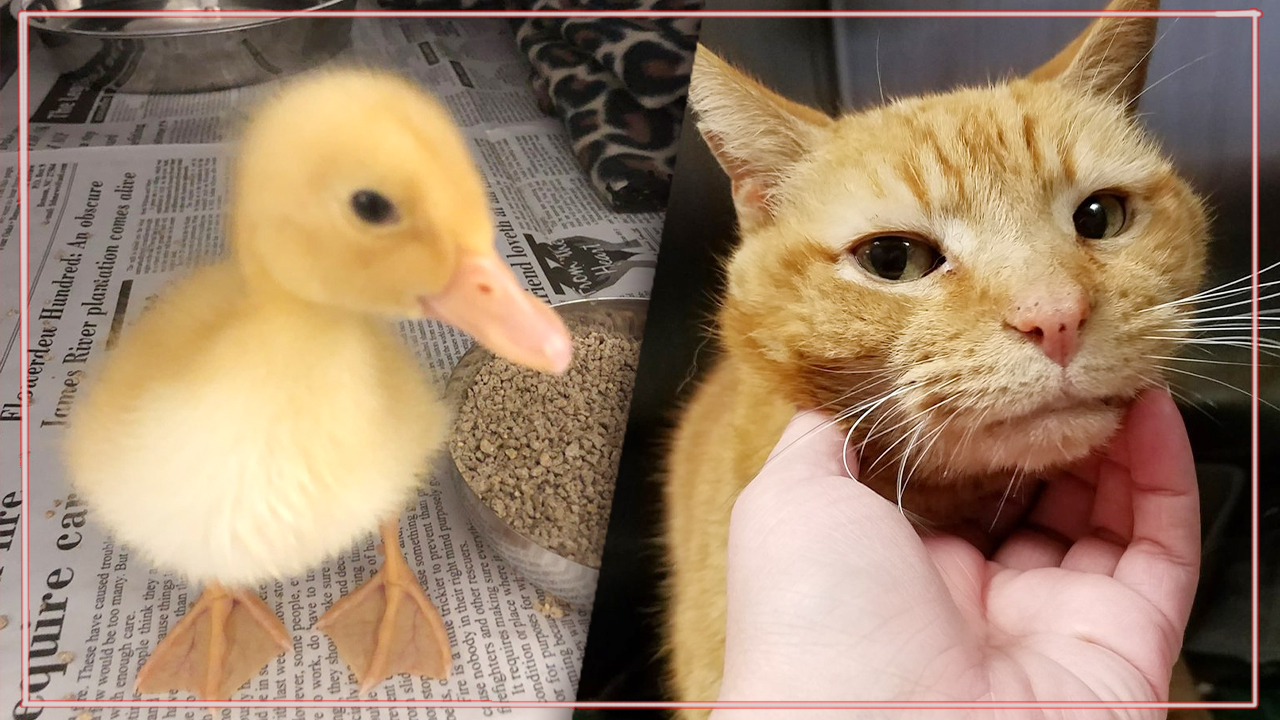 13 жизней вместо одной! Спасатели приехали за рыжим котом, а нашли целый букет хвостов смотреть онлайн