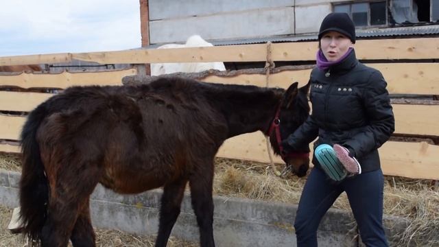 Расходы на содержание лошади смотреть онлайн