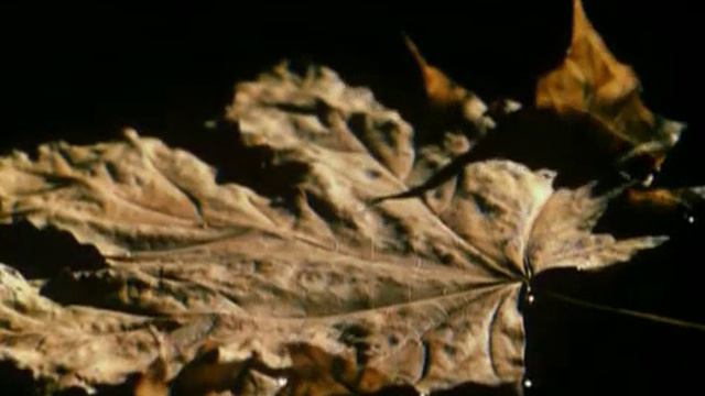 Фредерик Шопен "Прелюдия Ре бемоль мажор " смотреть онлайн