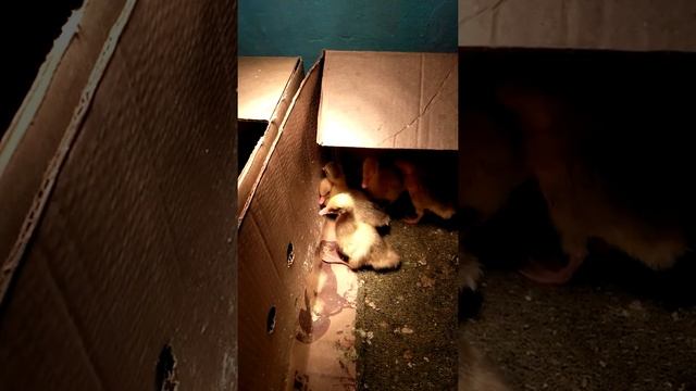 Губернаторские гусятам неделья? смотреть онлайн