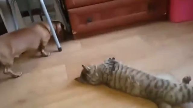 Такса а атакует кошку смотреть онлайн