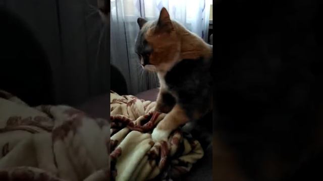 Плюша стирает плед)) смотреть онлайн