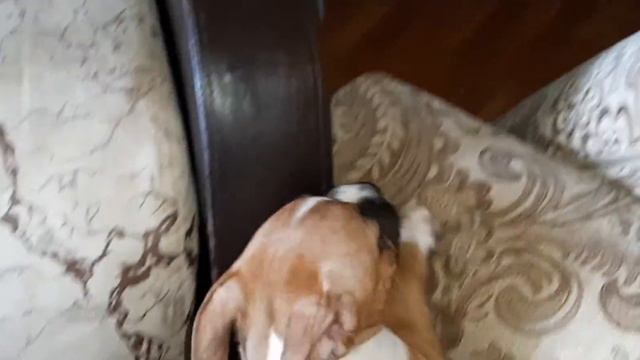 АСТ смотреть онлайн