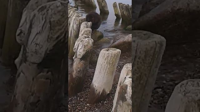 Сенсация! Бобр в море! смотреть онлайн