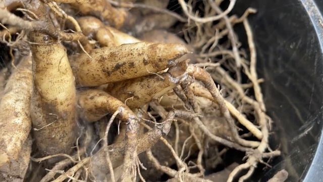 КАК Я ХРАНЮ ЗИМОЙ КОРНЕВИЩА ГЕОРГИН смотреть онлайн