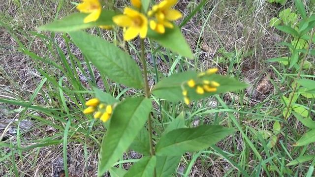 Lysimachia vulgaris L. (vrbina obecná) смотреть онлайн