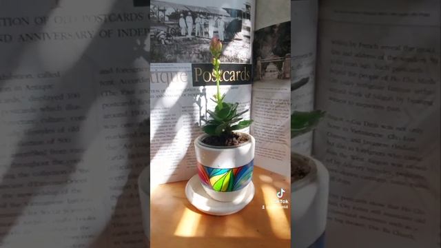 Green Pot - Chậu Cây đất Nung Vẽ Tay, Không Thấm Nước (GP-T06)