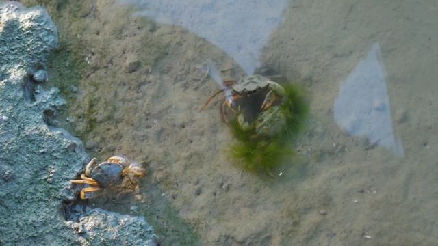 Как работает эффект Краба что такое Теория или Эфект Ведра с Крабами смотреть онлайн