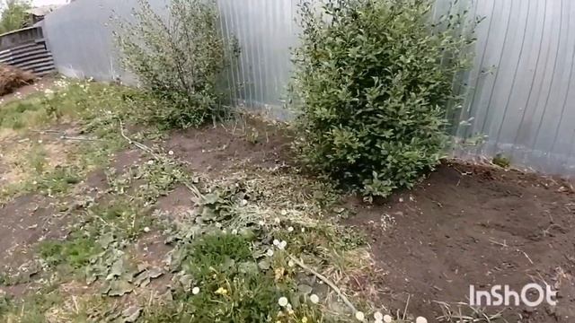 Кукуруза и тыква рассадой ! Щавелевый суп !