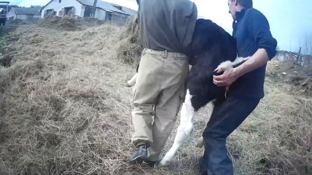 Покупка телят на ферме. смотреть онлайн