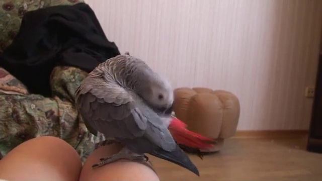 А где Вы предпочитаете чистить перья? смотреть онлайн