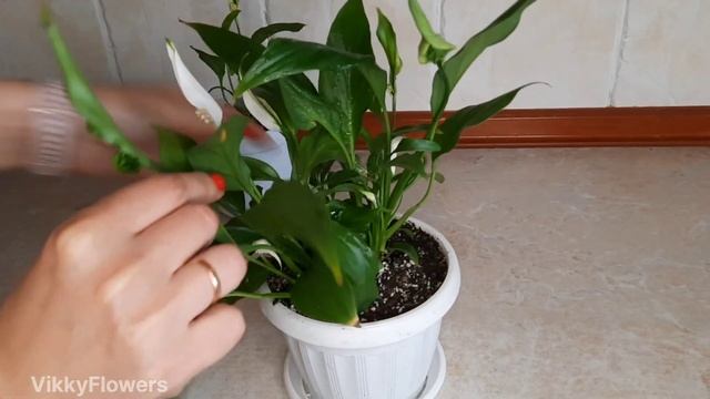 Спатифиллум не цветет! Что делать? Мой опыт?? смотреть онлайн