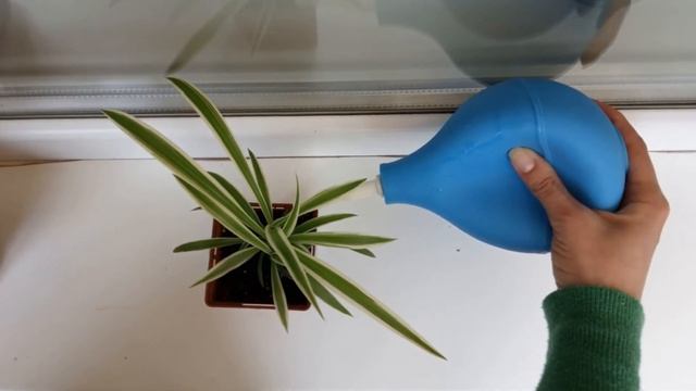Чем поливать цветы — спринцовка для комнатных растений смотреть онлайн