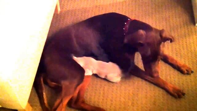 Kitty loves the Doberman смотреть онлайн