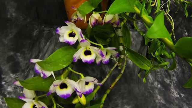 6. Orchids Time Lapse смотреть онлайн