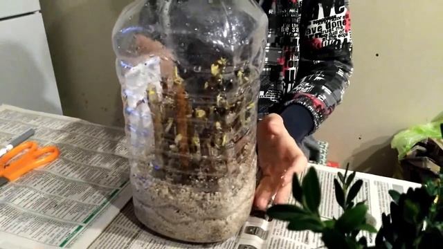 Черенкование малины. Метод буррито. Часть 2 смотреть онлайн