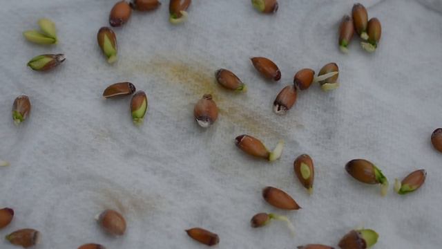 How to Grow a Lemon Tree from Seed смотреть онлайн