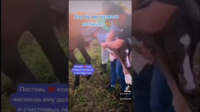 Рождение жеребёнка ?? смотреть онлайн