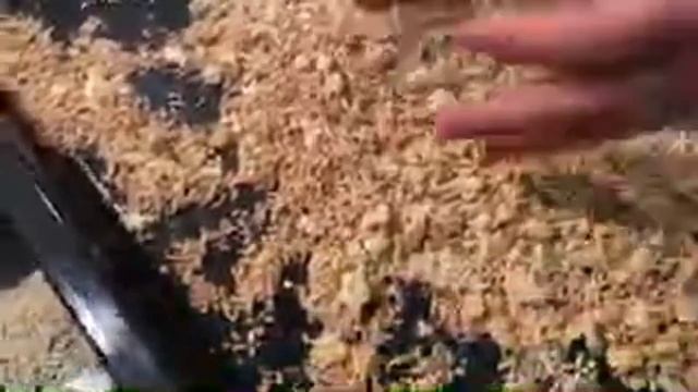 Муравейник в стаканчике от тёти Люды смотреть онлайн