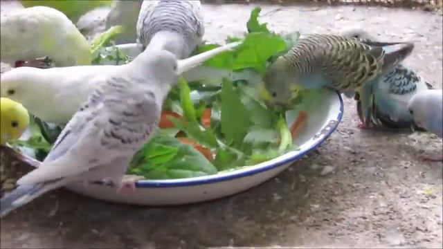 Волнистые попугаи аппетитно кушают смотреть онлайн