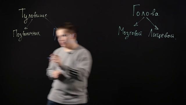 Биология 8 класс: Скелет головы и туловища смотреть онлайн