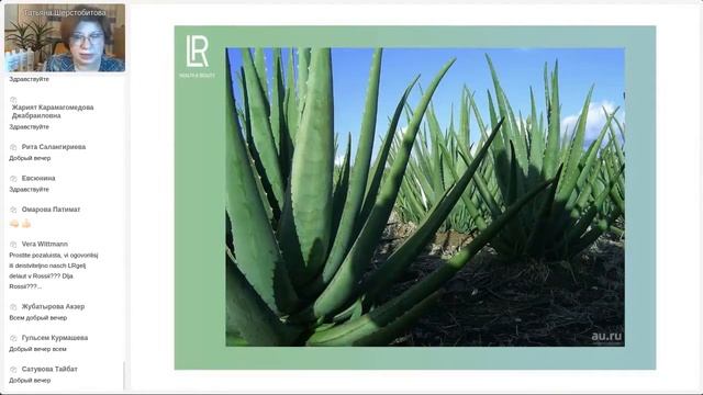 Aloe Vera LR: где выращивается, Aloe Vera или алоэ древовидный (столетник), активация, производство