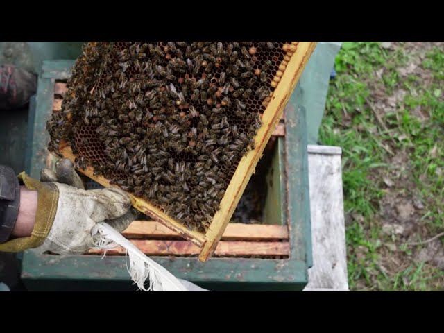 Апрель. холода продолжаются, но работу на пасеке никто не отменял смотреть онлайн