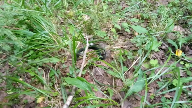 Опасности подстерегающие каждого в лесу. смотреть онлайн