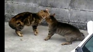 Мартовские коты. Влюбленные коты.