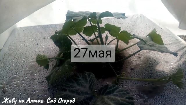 Выращивание кабаков и тыквы на плёнке без полива. Сезон 2021. смотреть онлайн