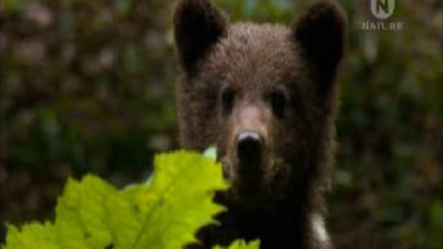 Дикая природа Хорватии смотреть онлайн