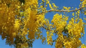 Глициния/желтая глициния/я живу в израиле/