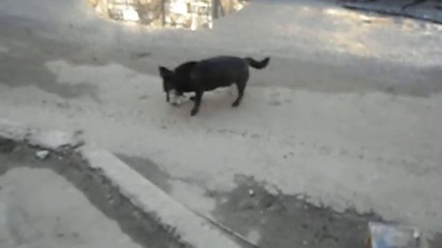 собака ловит крысу Воронеж ч.3 смотреть онлайн