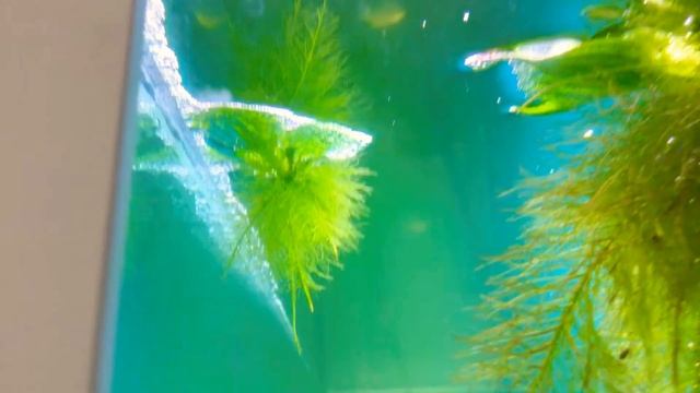 Гурами наплевали пену и откладывают икру ? смотреть онлайн