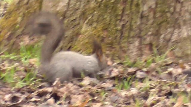 "Животные и птицы Долинска". Прогулка по весеннему Нальчику, 1 серия. 01 марта 2019 смотреть онлайн