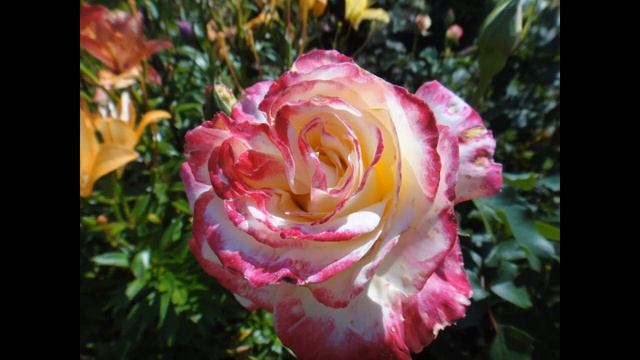 РОЗЫ МОЕГО САДА 2019Г.:"Golden Parfum","Jubile du Prince de Monaco" смотреть онлайн