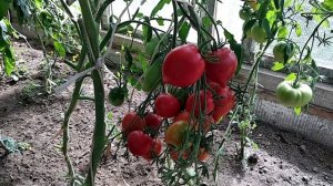 Томат "Юбилейный Тарасенко" моё личное мнение об этом томате.