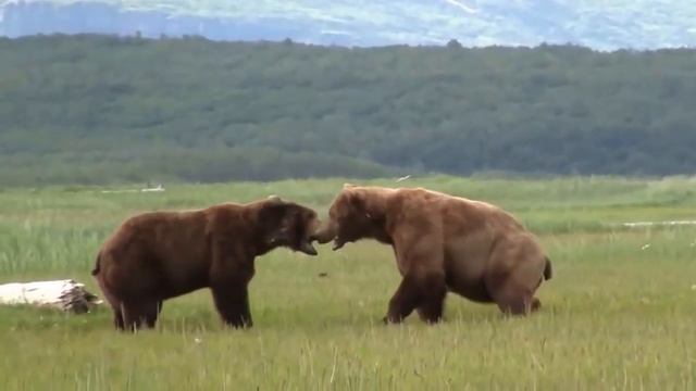 Котики Всегда Веселые