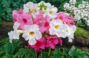 Инкарвиллея РЕЛАКС ТЕРАПИЯ ИМПРОВИЗАЦИЯ композитор Виктор Анохин #музыка #instrumental #piano #цветы