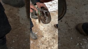 Раскол для лошадей