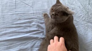 Британский кот ворчит и не идет на руки