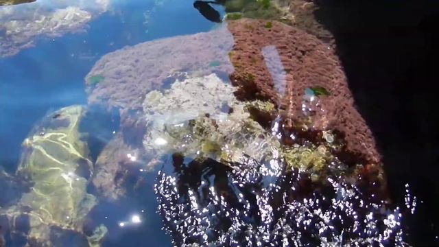 Крым-море-водоросли смотреть онлайн