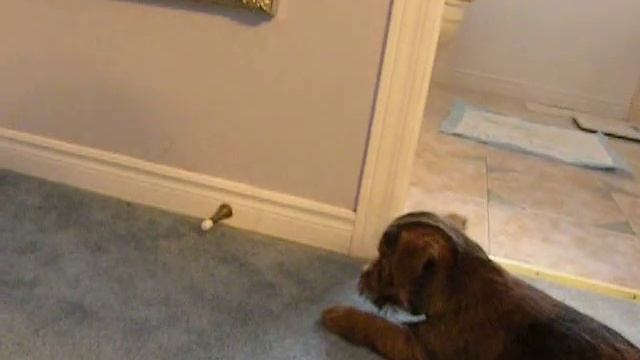 Norfolk Terrier Puppy Attacks Spring Door Stop смотреть онлайн