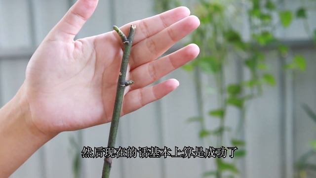 一棵奇怪的蝴蝶兰，长时间不长新根，却长了6个新芽！ смотреть онлайн
