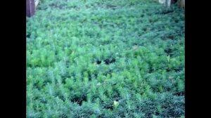 Ель голубая однолетка из семян. Когда сажать или сеять голубую ель? Выращивание хвойных растений