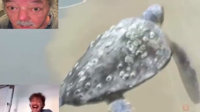 flying turtle? смотреть онлайн