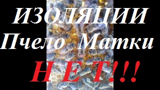 Последствия изоляции матки пчел.Влияние откачки мёда на состояние пчел в июле августе. смотреть онлайн